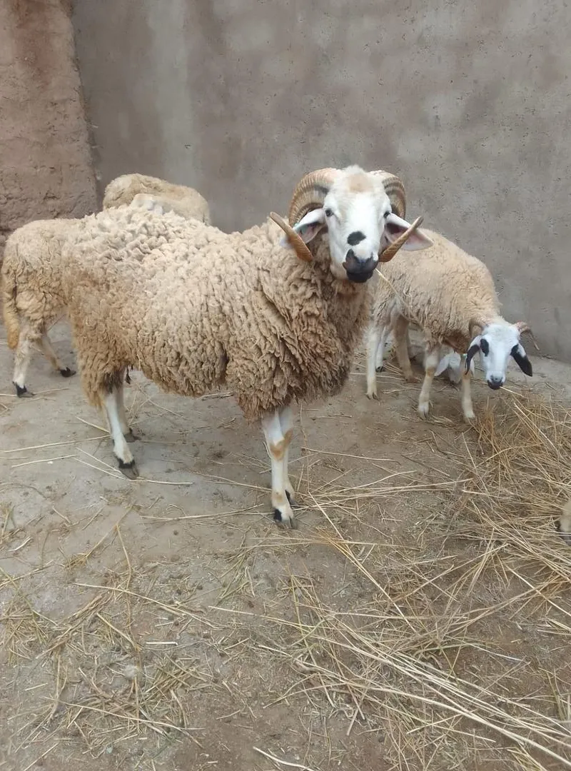 Mouton à vendre