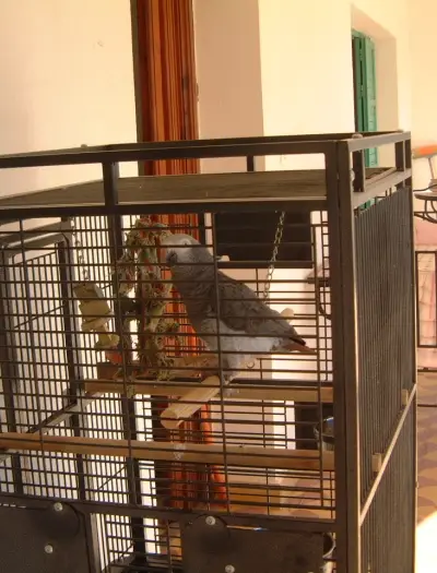 vend perroquet avec cage