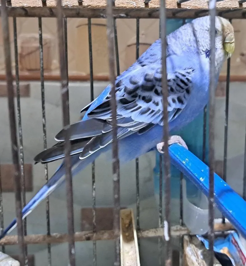 Pour les trois oiseaux