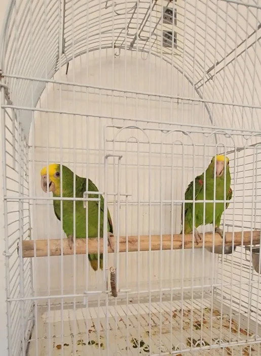 Perroquet Amazone oratrixe