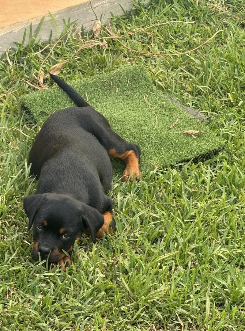 Rottweiler pedigree