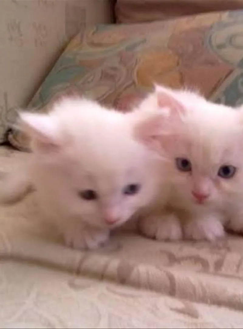 Bébé chat angora poilu