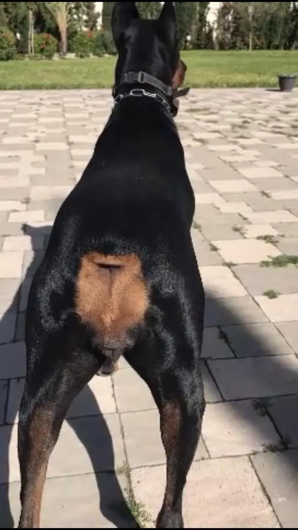 Femelle Doberman Pinscher Pure Race