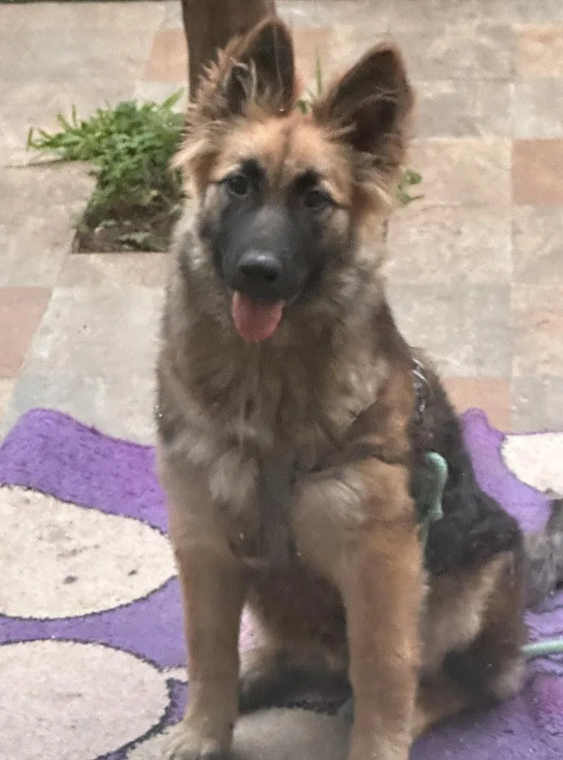 Chien à vendre