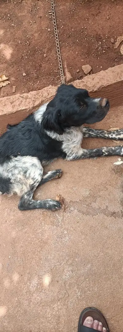 Chien de chasse
