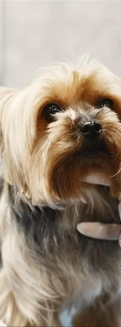 Toilettage professionnel pour vos animaux