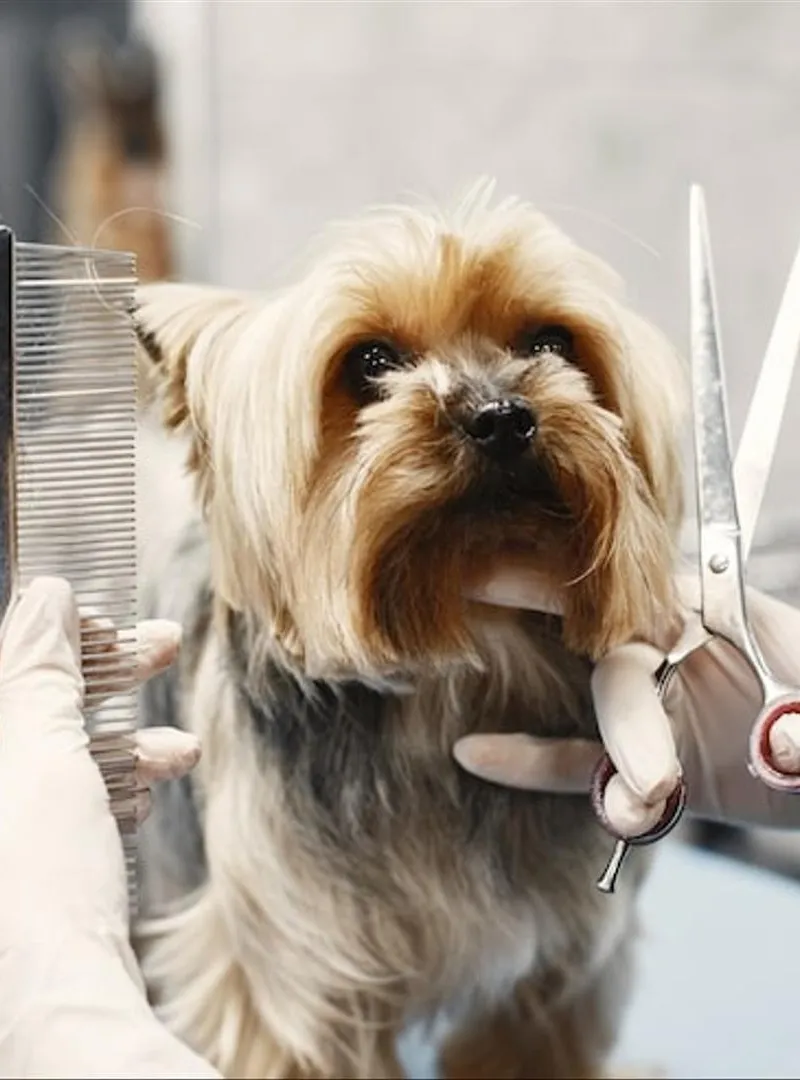 Toilettage professionnel pour vos animaux