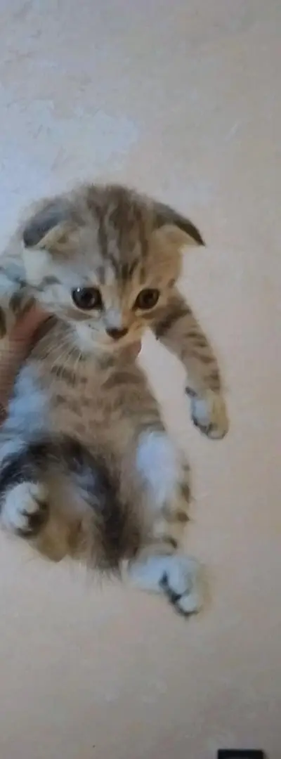 Chats de race Scottish Fold