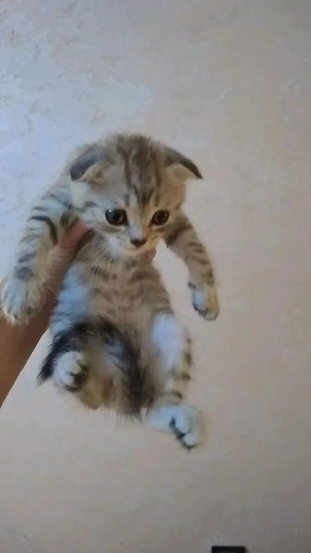Chats de race Scottish Fold