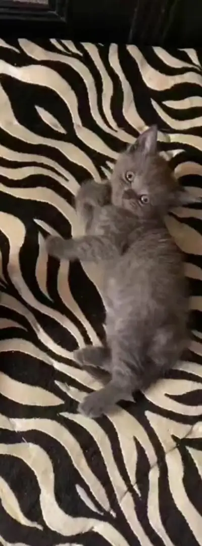 Chats de race Scottish Fold