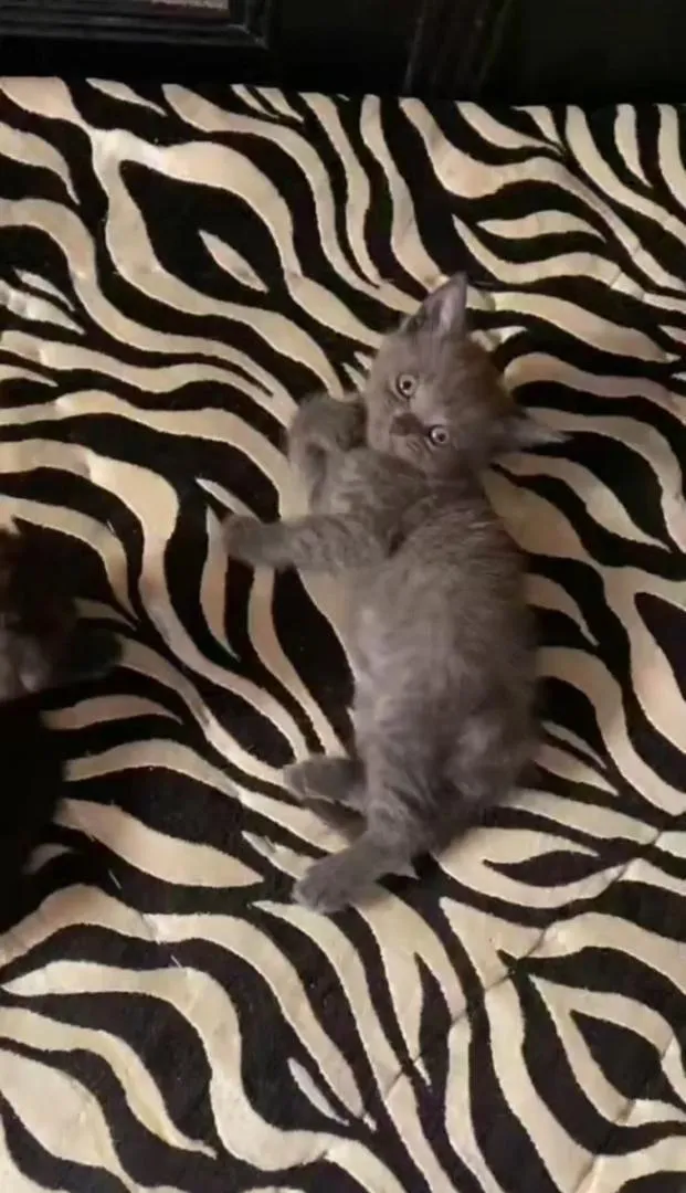 Chats de race Scottish Fold