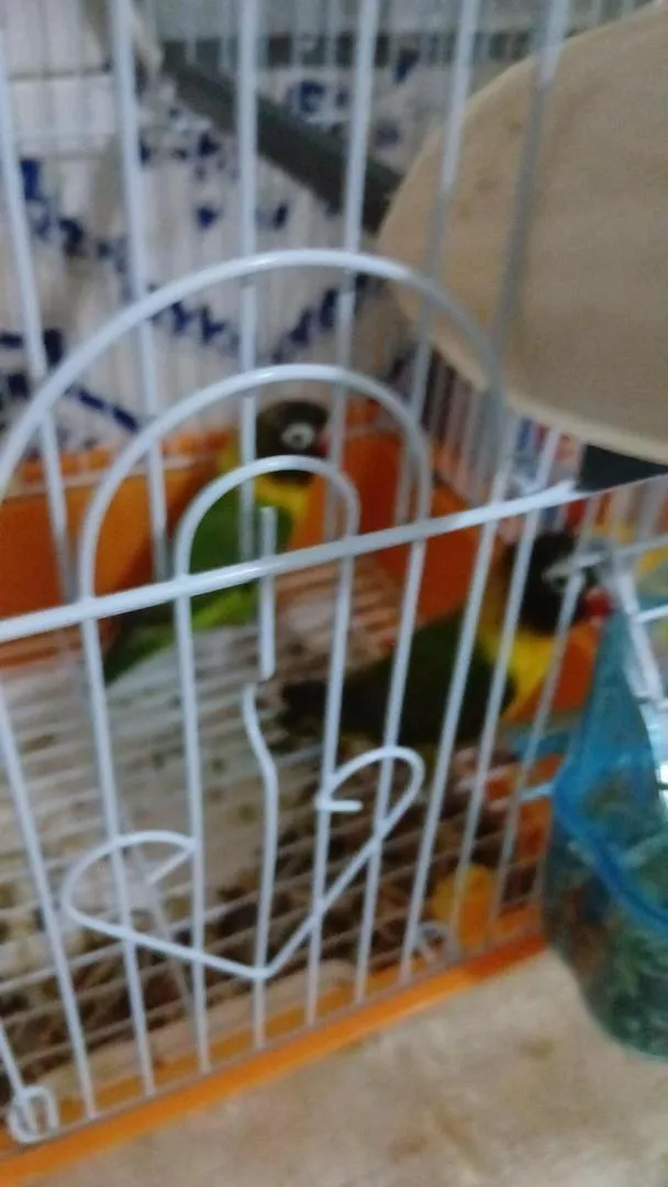 Couple d'oiseaux d'ornement avec grande cage et bain en bois