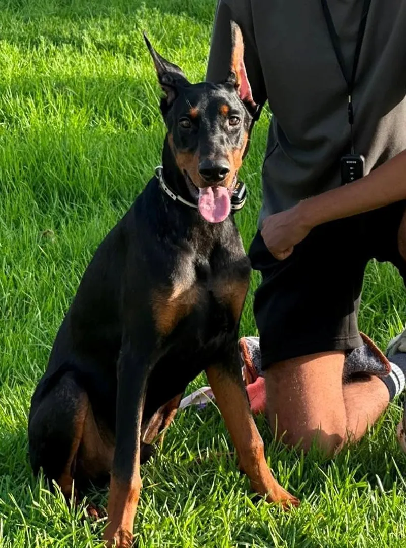 Chien Doberman