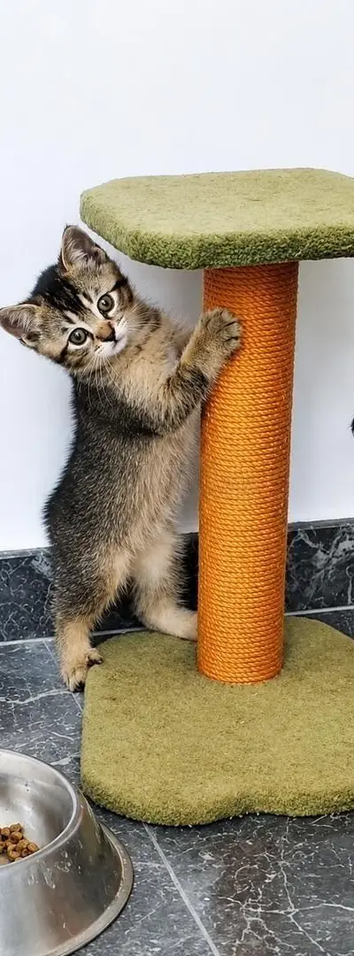 Mâle British Shorthair