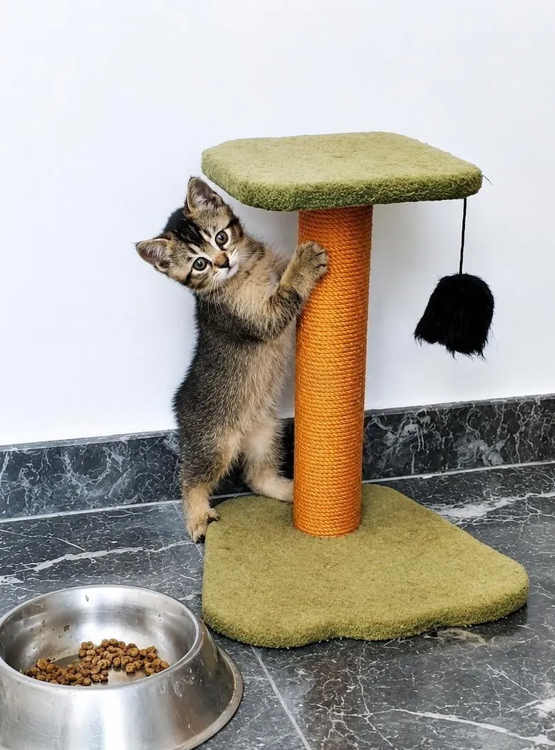 Mâle British Shorthair