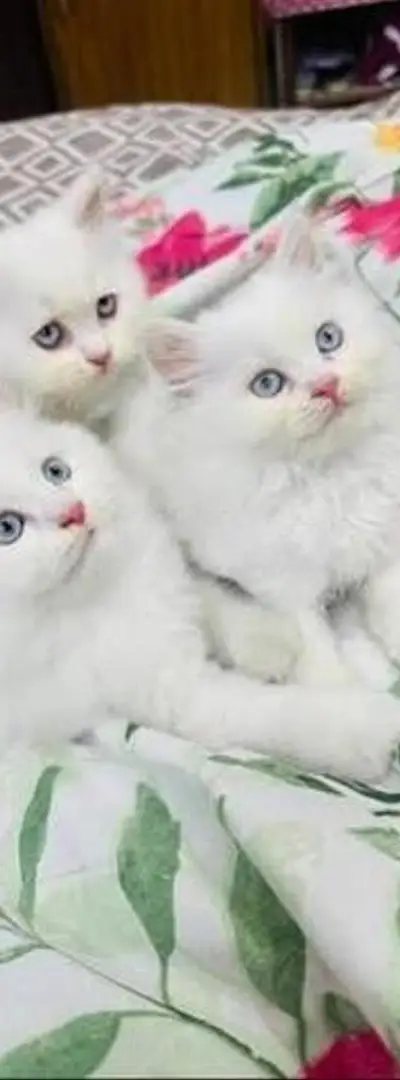 Chaton angora turc poilu