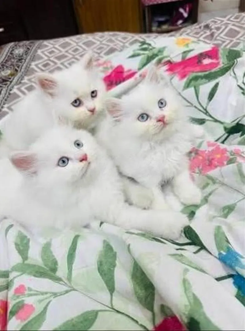 Chaton angora turc poilu