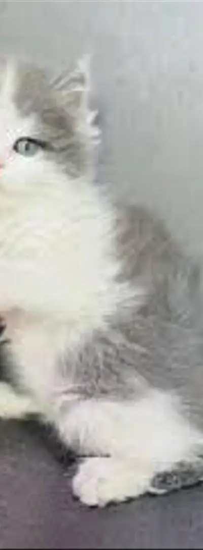 Chaton gris blanc roux