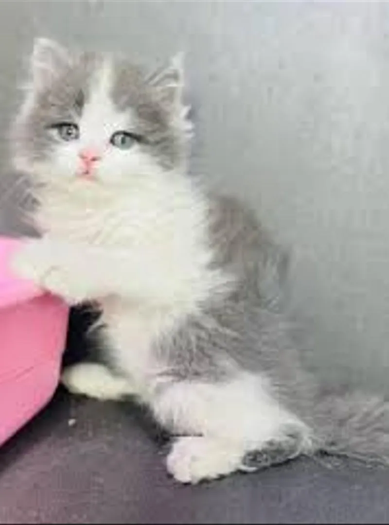 Chaton gris blanc roux