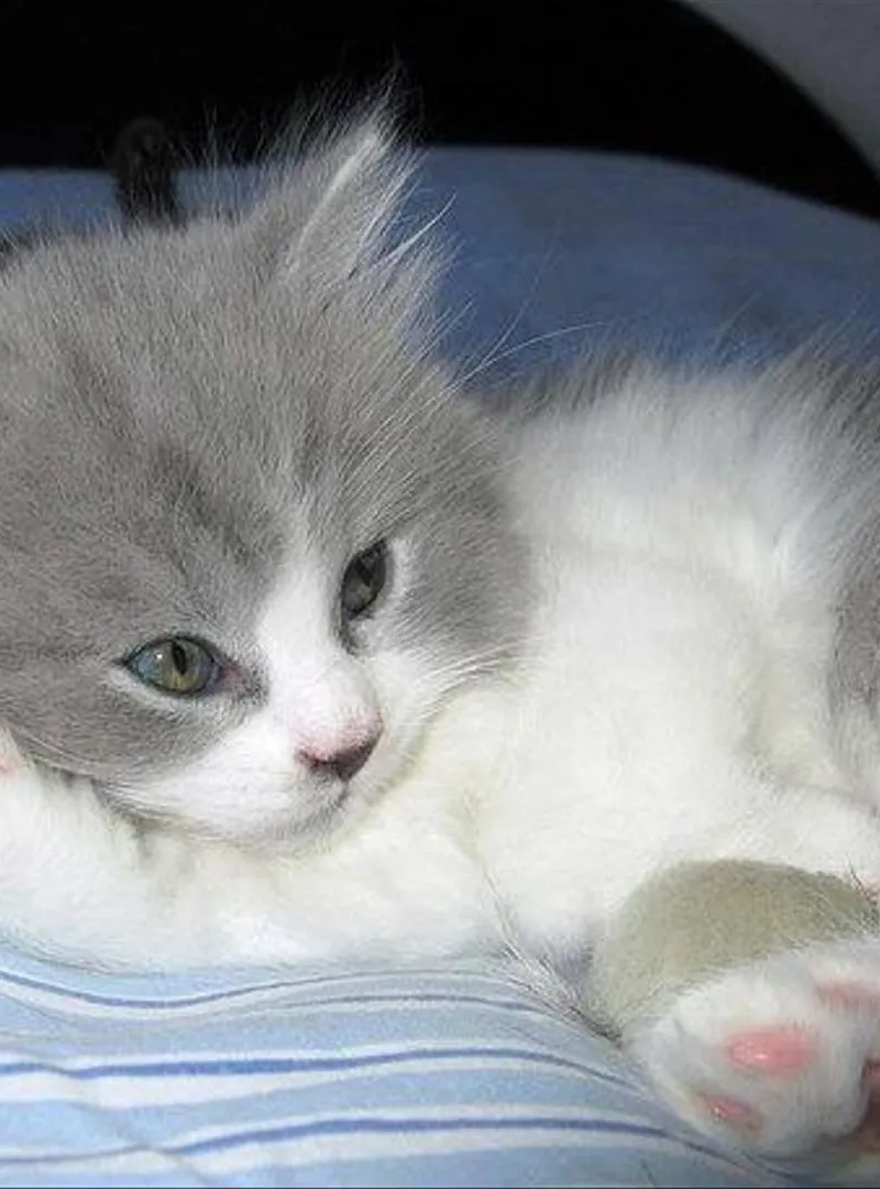 bébé chat gris blanc roux