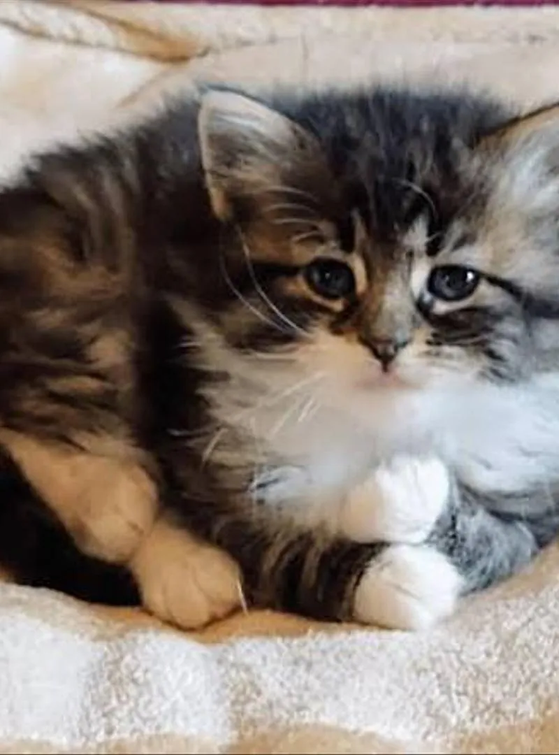 Bébé chat Norvège poilong