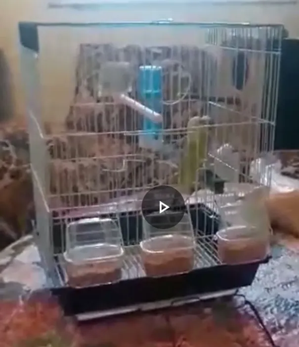 Cage 3 wkalat