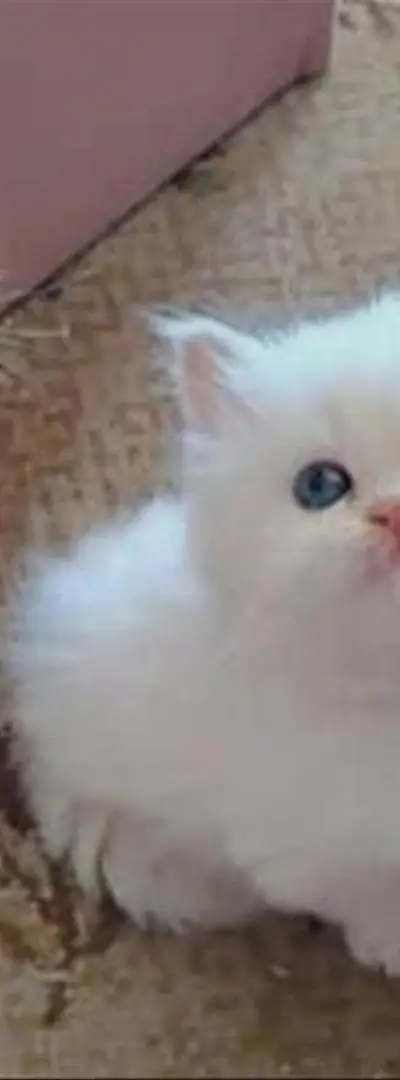 Magnifique bébé chat persan blanc