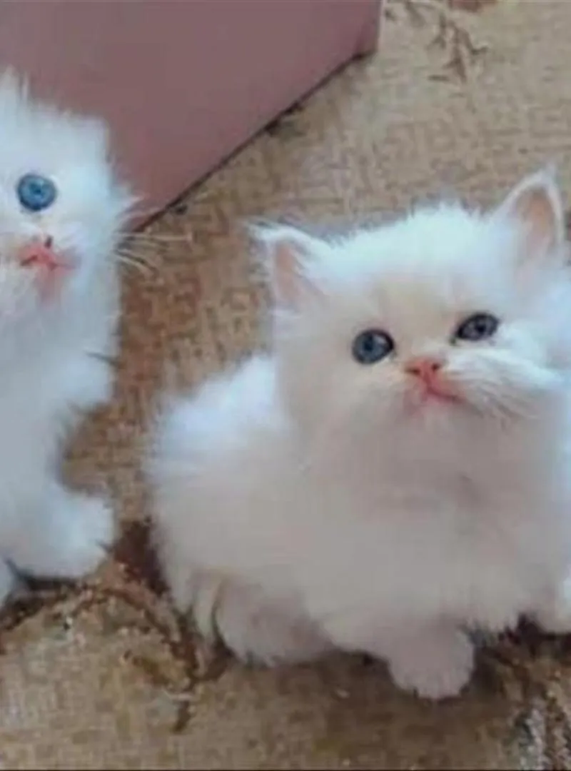 Magnifique bébé chat persan blanc