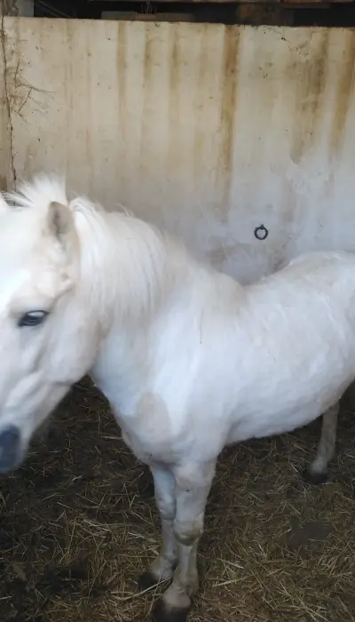 Poney a vendre