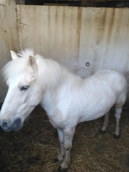 Poney a vendre