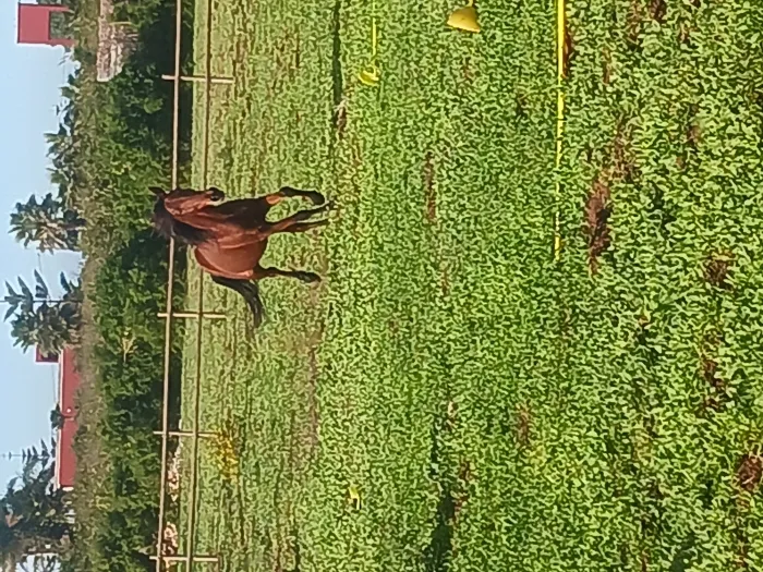 Double ponette 140cm gentille et calme