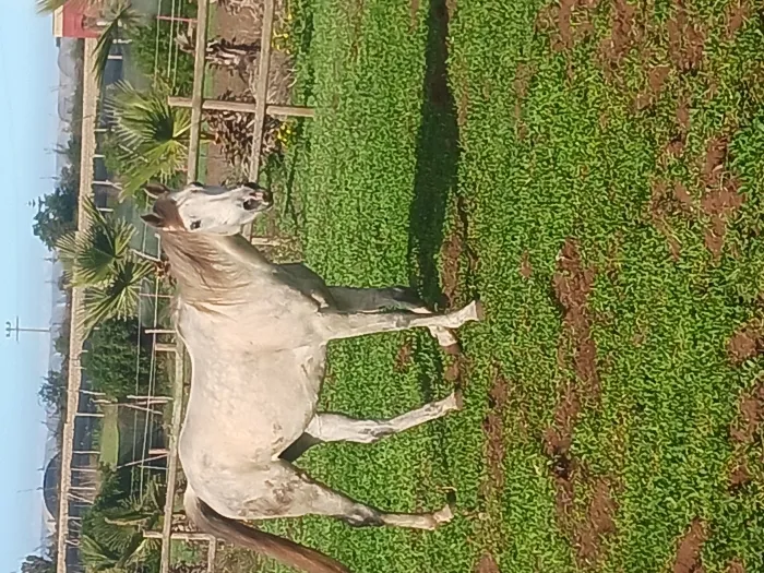 Jument 7 ans pur sang arabe pedigree
