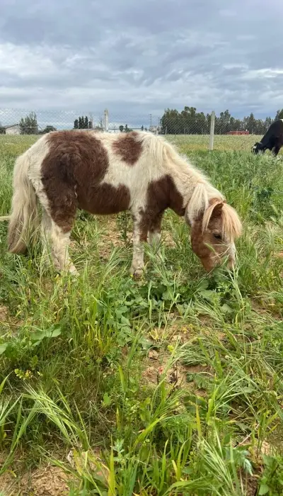 Poney Shetland à vendre