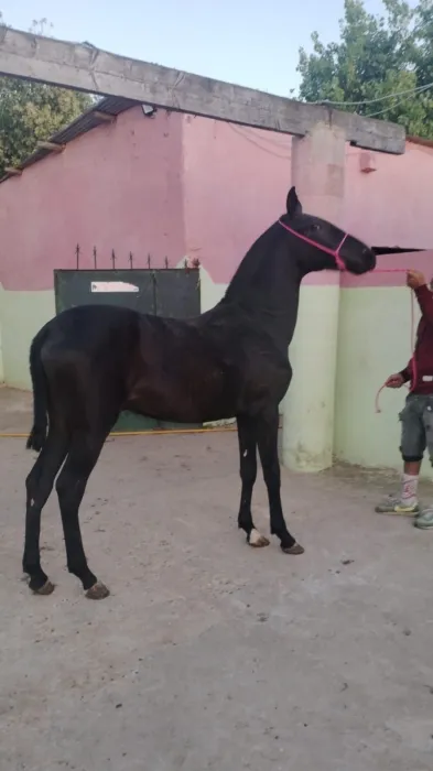 بيع الخيل