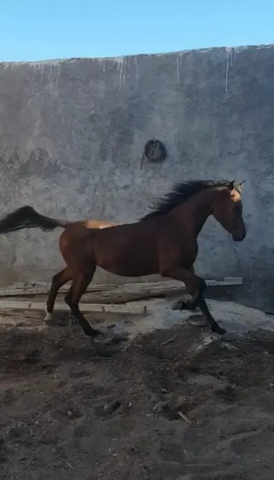 2 chevaux pur-sang agadir