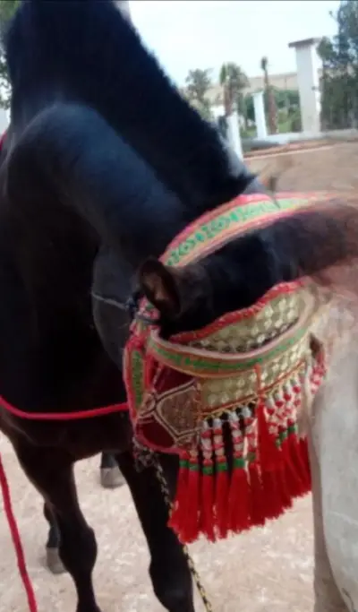 Arabe barbe التبوريدة