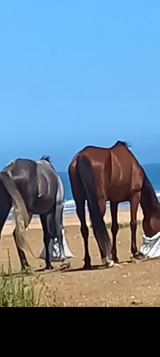 cheval de promonade