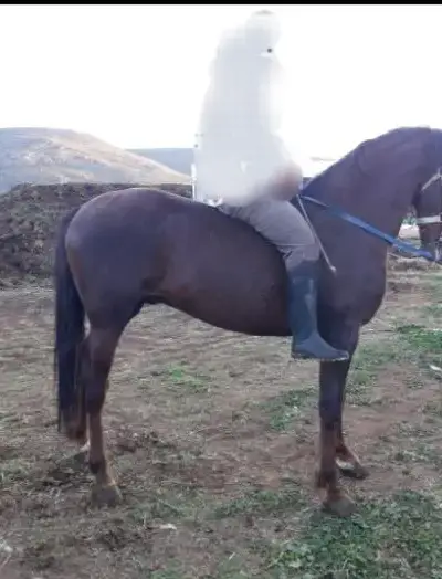 Arabe barbe عود عربي بربري للبيع