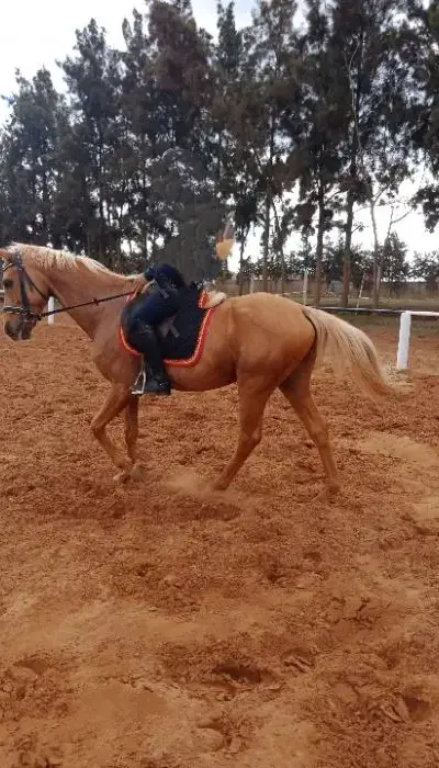 Cheval à vendre