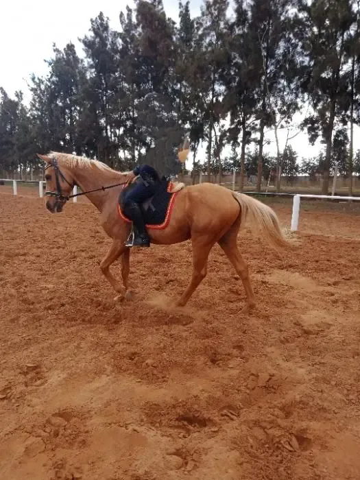 Cheval à vendre