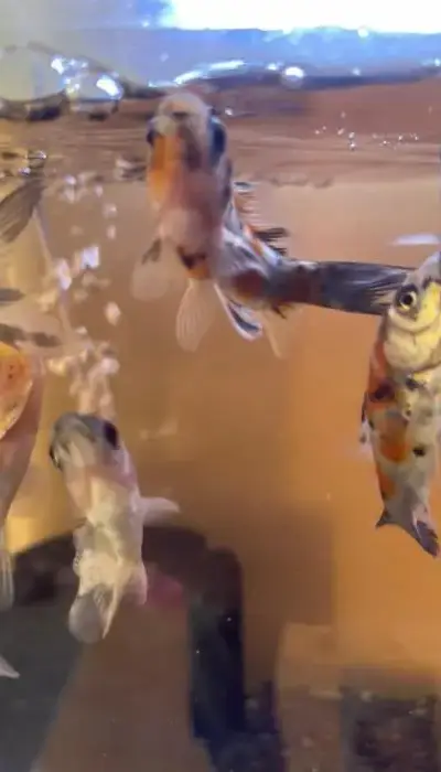 Poisson Comete