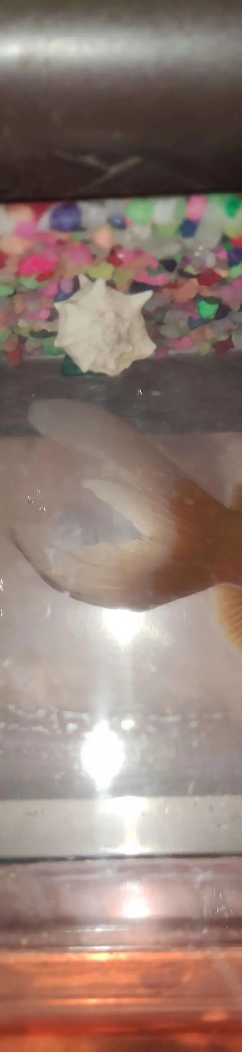 Gold fish poison rouge comette