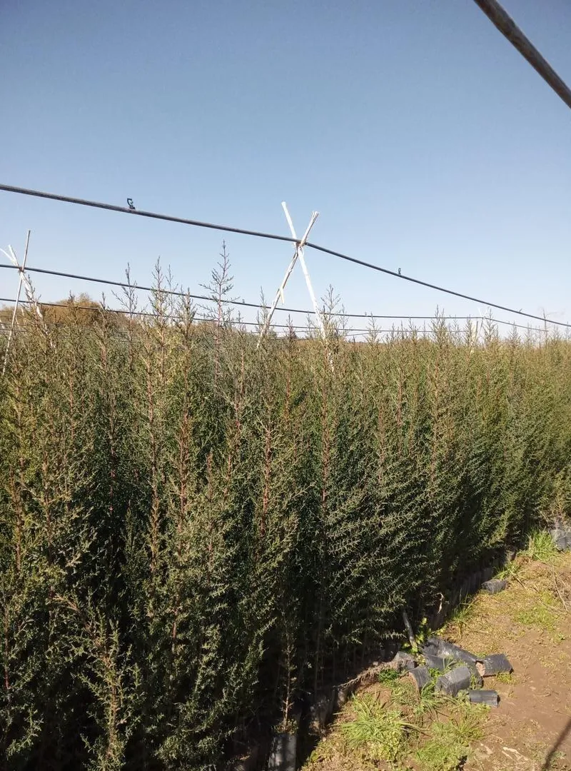 Cyprès 1 m 60 à 2 m