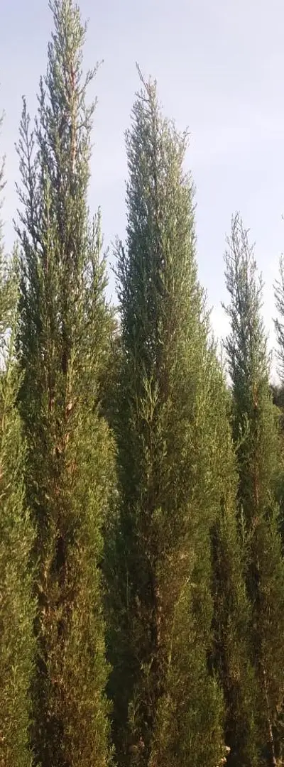 Cyprès bougie 3 mètres