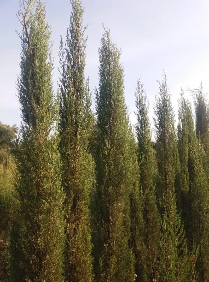 Cyprès bougie 3 mètres