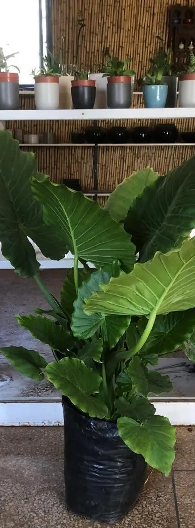 Plante Alocasia