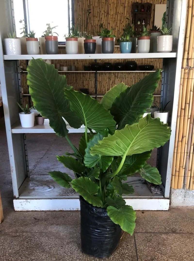 Plante Alocasia