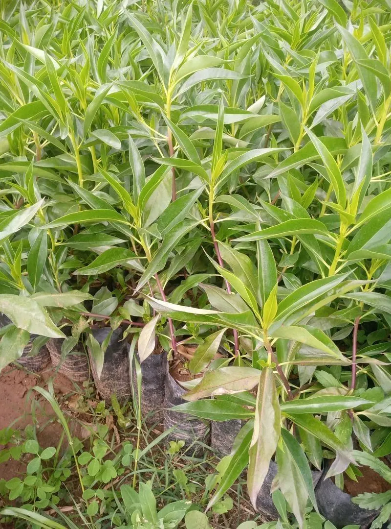 myoporum