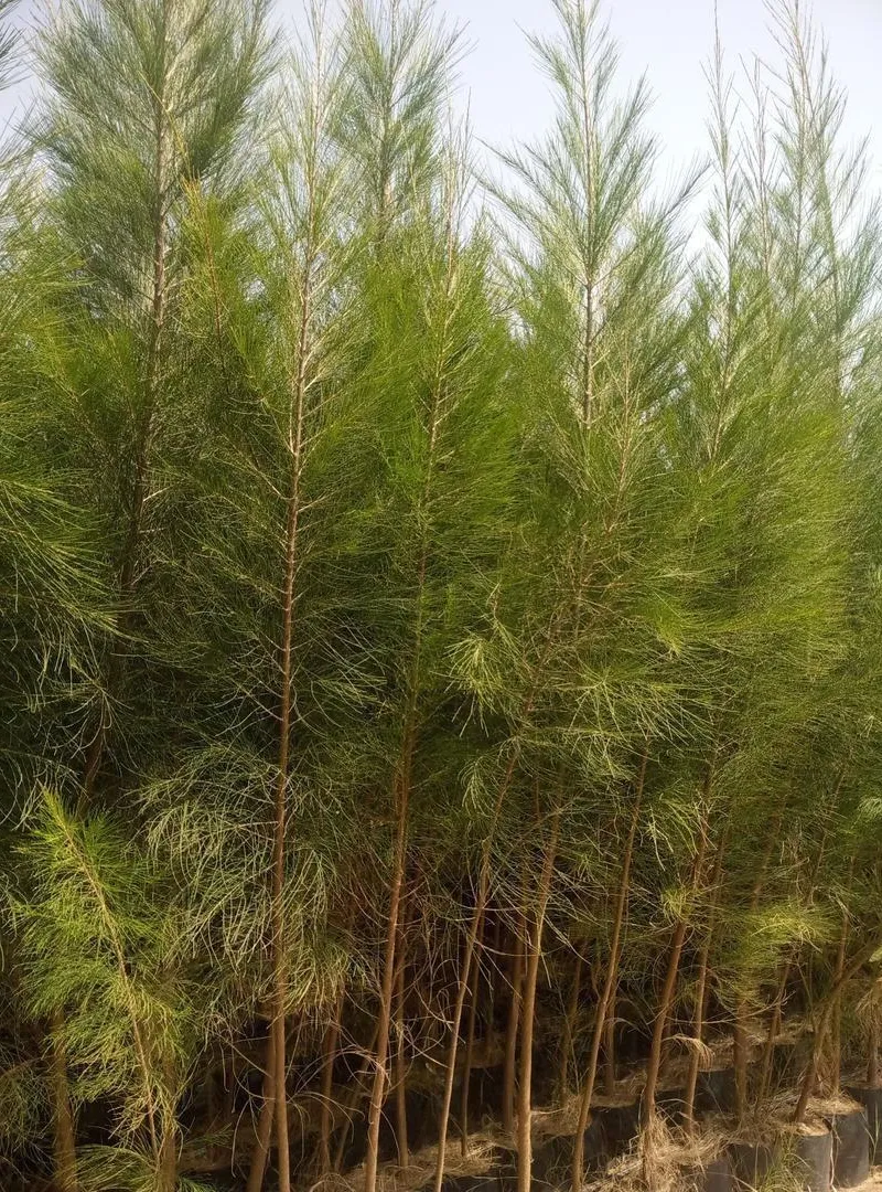 Filao (Casuarina) 3 mètres