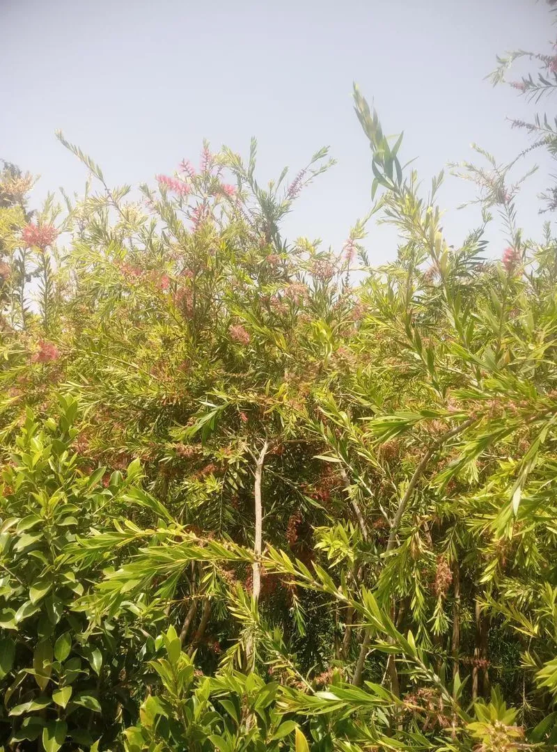 Callistemon